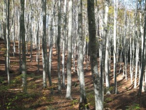 Pian degli Ontani Biogenetic Reserve