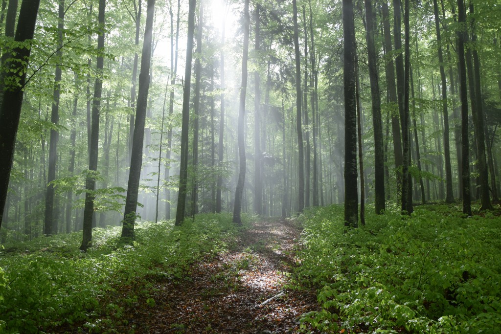 In the Beech Forest.